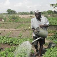 Government Of Osun Reiterates Its Commitment To Improve Agriculture, Enjoins Everyone To Participate