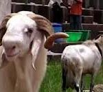 AGRICULTURE: Osun Fattens 2,600 Rams For Eid-El-Kabir Festival