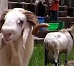 AGRICULTURE: Osun Fattens 2,600 Rams For Eid-El-Kabir Festival