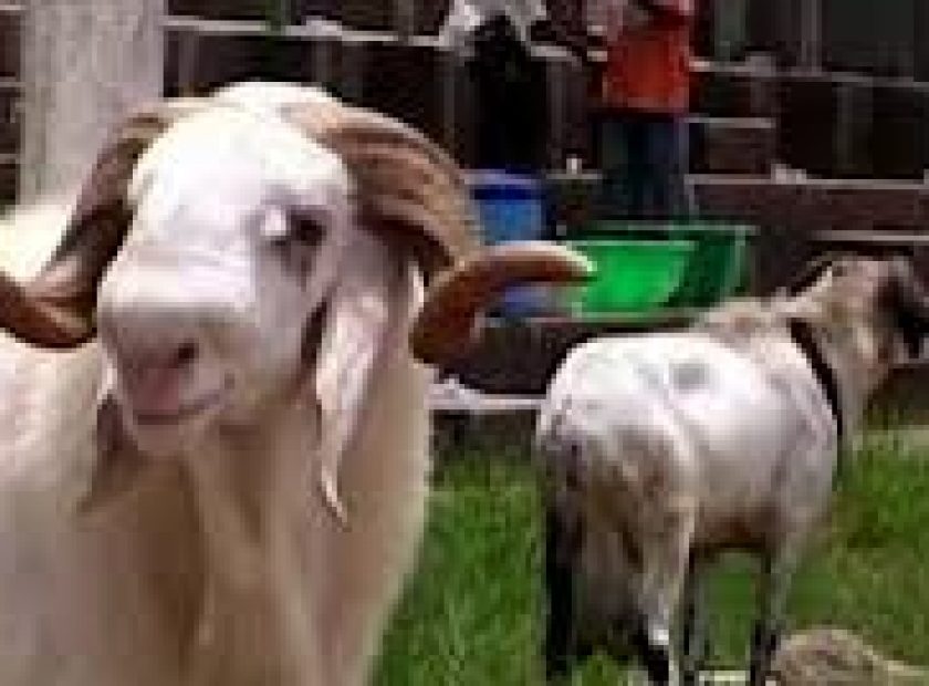 RAM