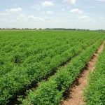 Osun Focuses On Agriculture To Develop Economy