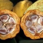 Ede Cocoa Industry Begins Operations Soon - Osun Government