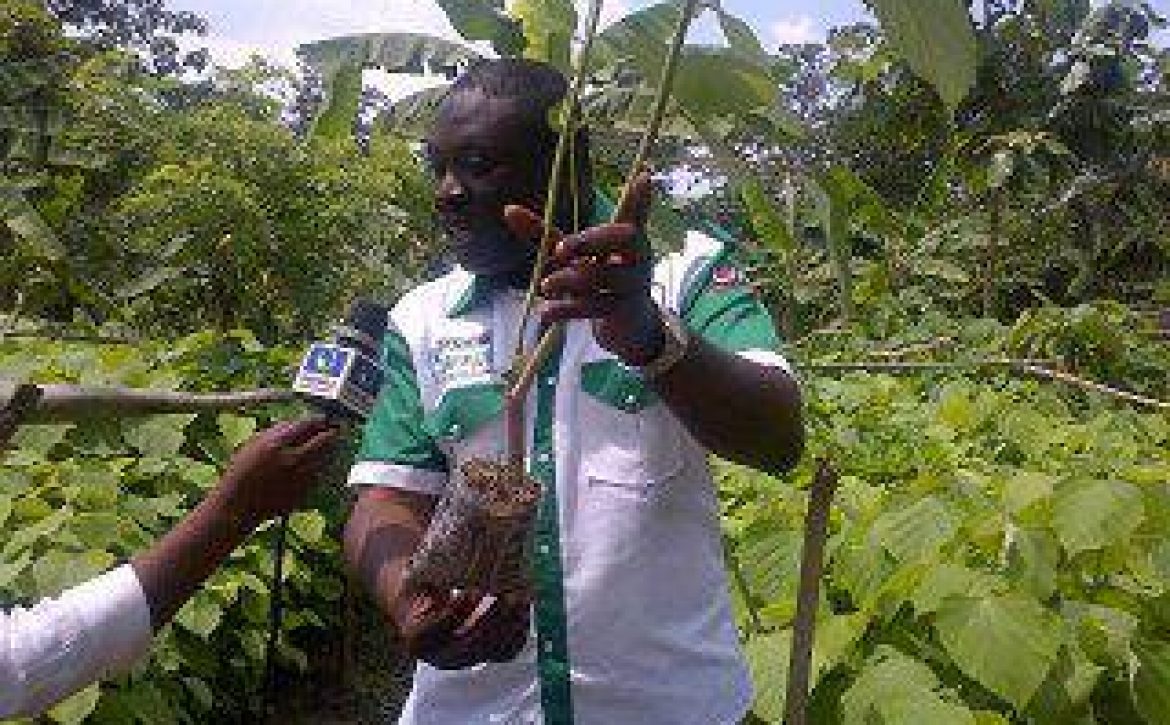 Tree Planting Not A Political Affair In Osun – Ilori