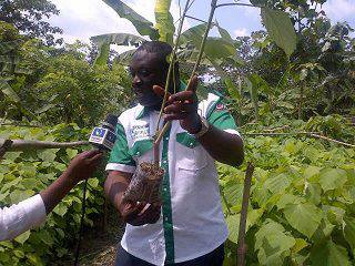 Tree Planting Not A Political Affair In Osun – Ilori