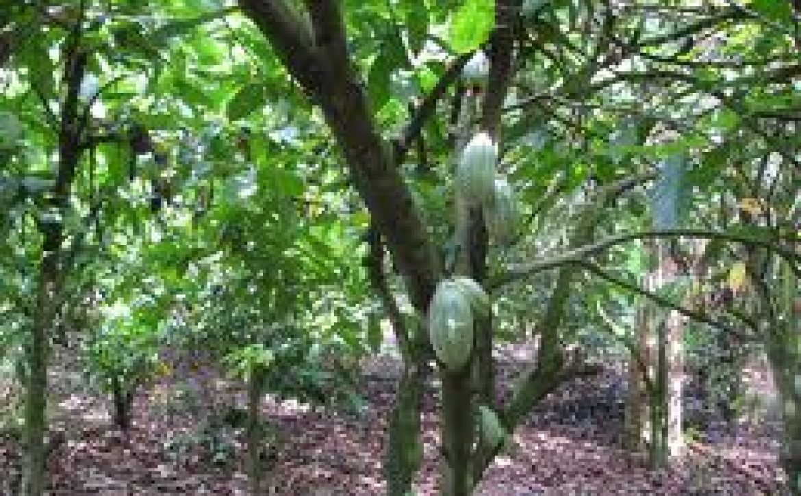 Osun Committed To Development Of Cocoa, Other Produce