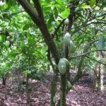 Osun To Begin Enumeration Of Cocoa Trees Soon