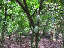 Osun Committed To Development Of Cocoa, Other Produce