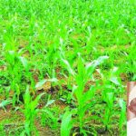 Agric Commissioner Urges Farmers To Prepare Towards New Planting Season