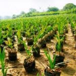 Osun Distributes Oil Palm Seedlings To Farmers