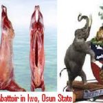 Osun Commences Construction Of Modern Abattoir For More Jobs