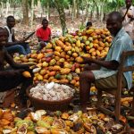 Osun To Boost Cocoa Production With N40m Loan, Free Seedlings