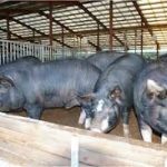 OSUN AIMS TO BOOST PIG FARMING - As Agric Commissioner Prepares To Flag Off Piggery Artificial Insemination In The State