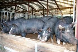 OSUN AIMS TO BOOST PIG FARMING – As Agric Commissioner Prepares To Flag Off Piggery Artificial Insemination In The State
