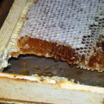 Osun Govt Boosts Production Of Honey