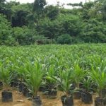 Osun Raises 54000 Oil Palm Seedlings