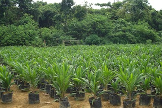 Oil-Palm-Seedlings