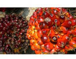 Osun Commissions Two Oil Palm Processing Plants