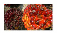 palmoil