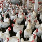 Osun Poultry Farmers Gross N260m Profit