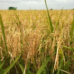 Osun Farmers Enjoined To Participate In Pilot Strategic Grains Reserve