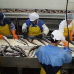 Osun, Dutch Firm Partner On Fish Production