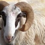 Sallah: Osun Commences Sale Of Subsidised Rams