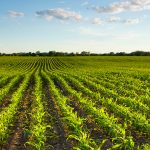 Osun Seeks Partnership With Foreign Investors On Agriculture