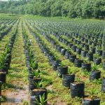 Osun Signs MoU With IITA On Improved Seedlings