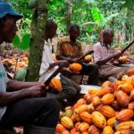 Osun Cocoa Association Lauds Aregbesola’s Agric Initiatives Distributes Chemicals