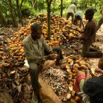 Cocoa Will Turn Around Osun's Fortunes - Aregbesola