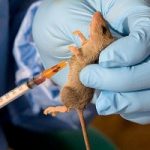 Lassa Fever: 55 Placed Under Surveillance In Osun - Govt