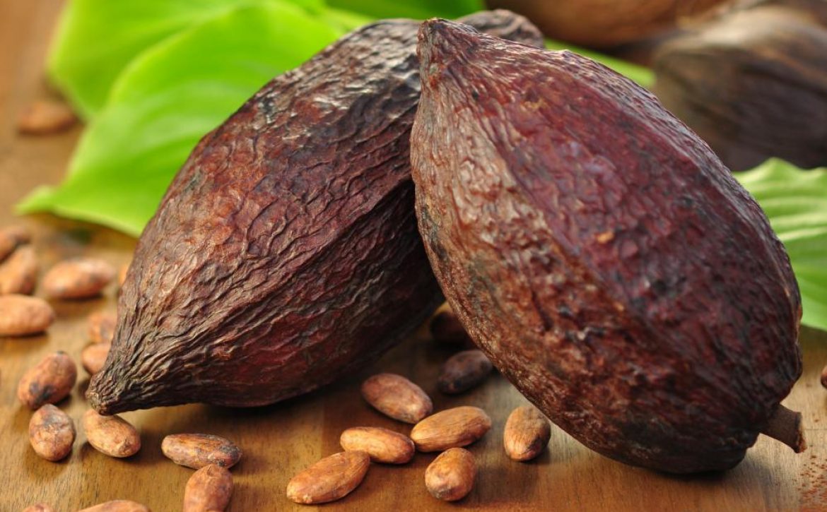 cacao-beans