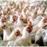 Tuns Farms Renew Commitment To Osun Broilers Out-Growers Production Scheme