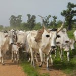 Herdsmen’s activities, Nigeria’s greatest challenge –Osun