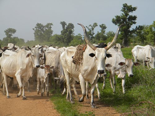 HERBSMEN-CATTLE-REARER