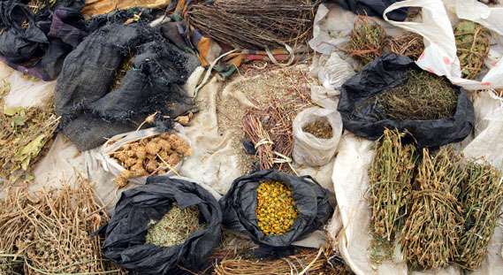 traditional-medicine-herbs