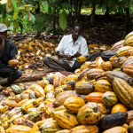 Tourists Storm Osun For Cocoa Festival