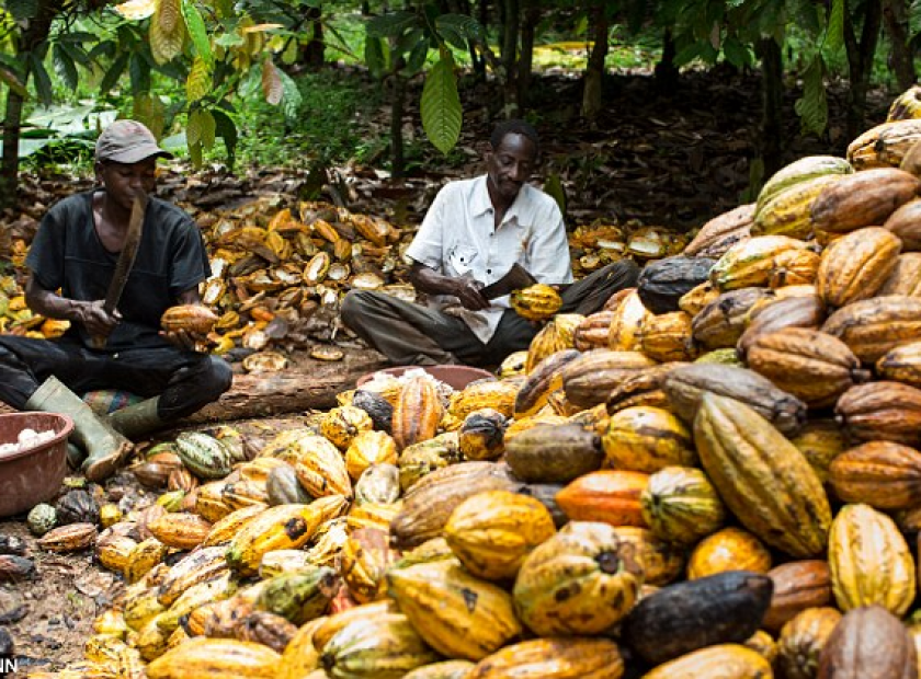osun-to-become-hub-of-cocoa-production-in-nigeria