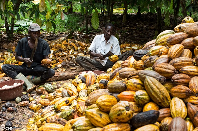 osun-to-become-hub-of-cocoa-production-in-nigeria