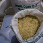 Osun Sets Stage for Massive Rice Production