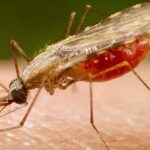 P.S Health Charges Staff on Malaria Infection