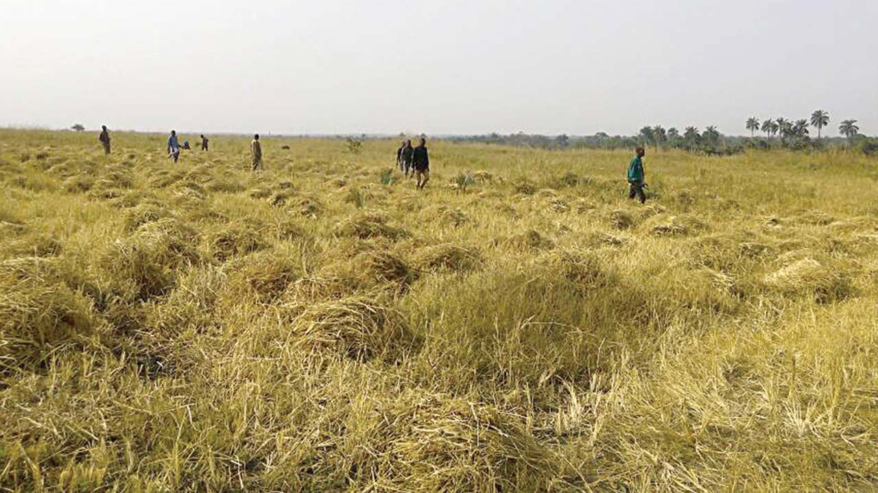 RICE-farm