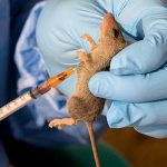 Lassa Fever: Government Charges People to Raise Hygiene Standards