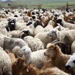 Goat And Sheep Training Workshop Holds Today