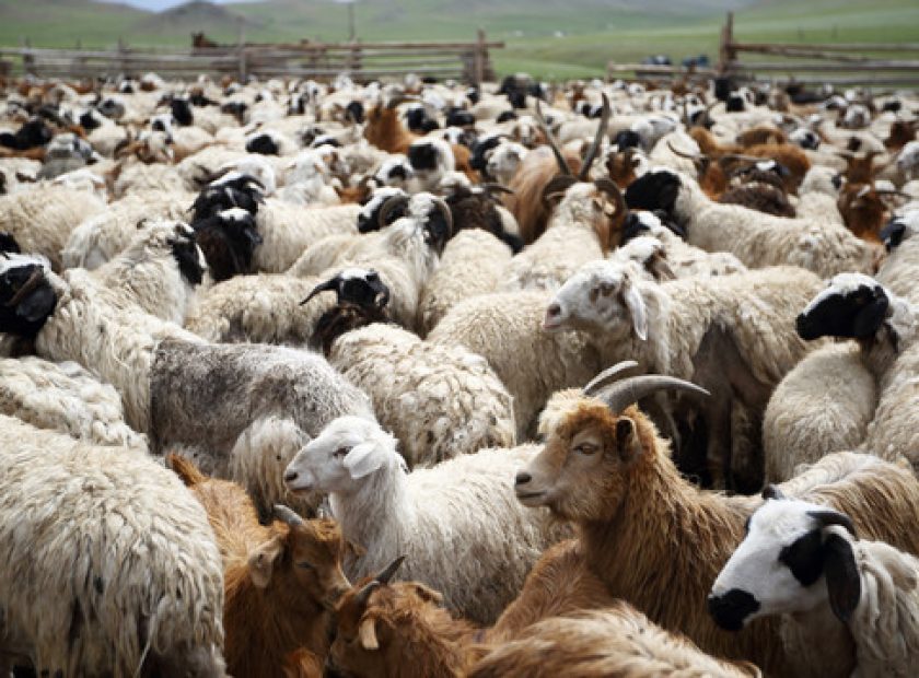 sheep-and-goats